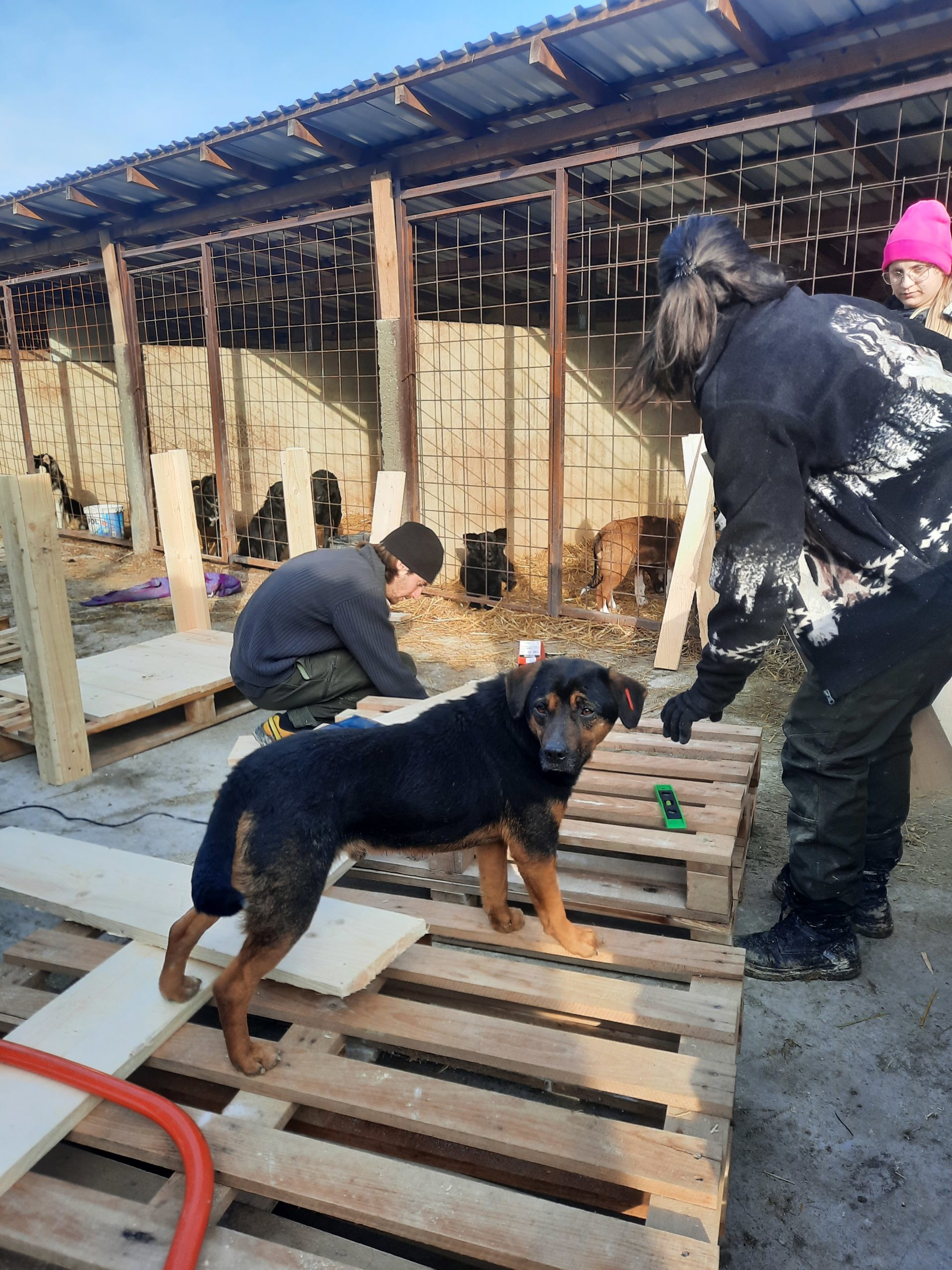 „Hütten für Hunde“ in Doboj Update #1